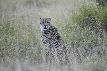 Cheetah in wild savannah , Animal of africa