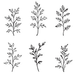 Fenugreek Leaf Vector Line Art for Designers