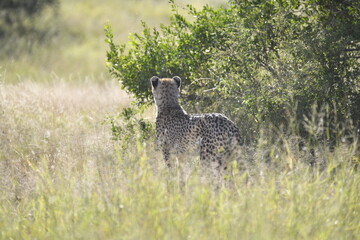Cheetah in wild savannah , Animal of africa