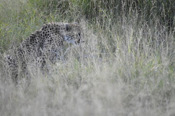 Cheetah in wild savannah , Animal of africa