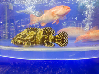Buying seafood at the grocery store