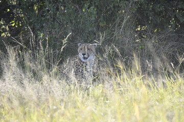 Cheetah in wild savannah , Animal of africa