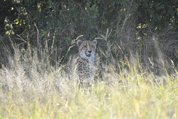 Cheetah in wild savannah , Animal of africa