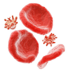Red Blood Cells and White Blood Cells