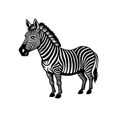 zebra vector illustration