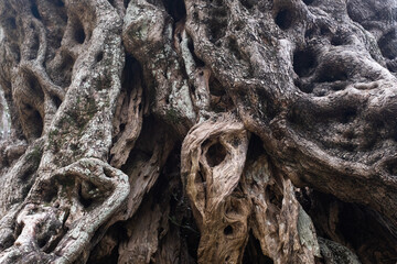 Ancient Olive Tree Trunk – Twisted and Gnarled Bark with Natural Patterns in Mediterranean...