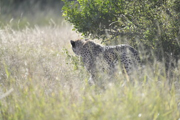 Cheetah in wild savannah , Animal of africa