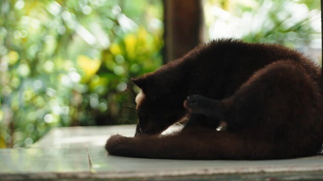 Asian Civet - the producer of famous Luwak coffee or civet poo coffee. Bali, Indonesia.