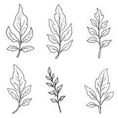 Botanical Curry Leaf Line Drawing for Prints