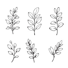 Creative Eucalyptus Leaf Line Art for Graphic Designers