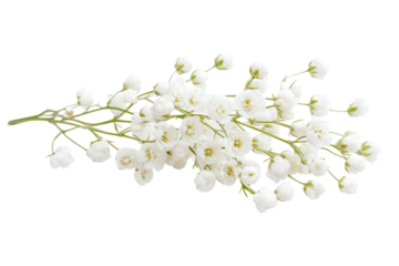 Delicate white gypsophila flowers a pure elegance pristine bloom isolated on white background isolated on transparent background
