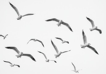 Fototapeta premium Flock seagulls flight minimalist watercolor