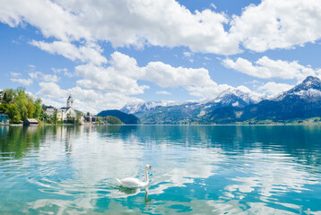 Obraz premium one swan swimming in the lake under the foot of Schafberg mountain in St.Wolfgang, Austria