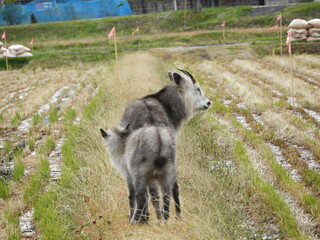 Obraz premium あぜ道を歩くニホンカモシカの親子