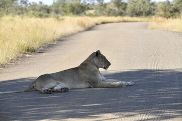 lioness in the savannah, Animal of africa