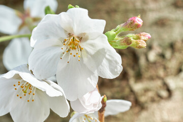 春の柔らかい光の中に咲く桜の白い花とピンク色のつぼみのクローズアップ