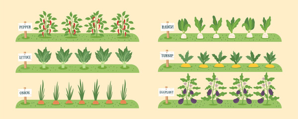 Gardening and farming concept banner. Nature background with beds of vegetables. Regenerative and sustainable farming concept. Vegetable cliparts. Vector flat background.