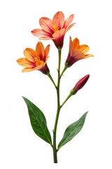 Fototapeta premium Single stem with flowers isolated on white background, flora, flower, botanical