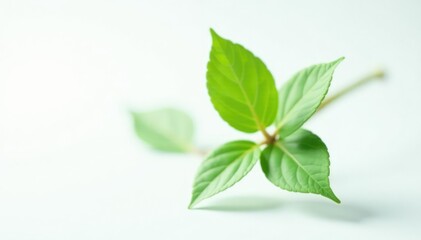 Fototapeta premium Single stem with leaves isolated on white background, plant, closeup