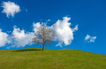 Tree on the hill with blue sky