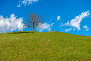 Tree on the hill with blue sky