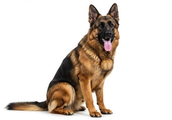 german shepherd sitting pose alert