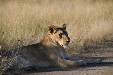 lioness in the savannah, Animal of africa