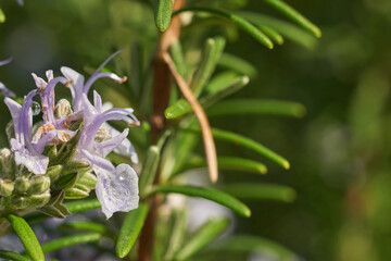 朝露をまとったローズマリーの淡い紫色の花のクローズアップと美しい背景のボケ