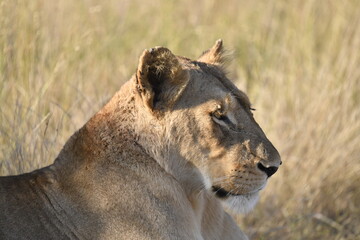 lioness in the savannah, Animal of africa