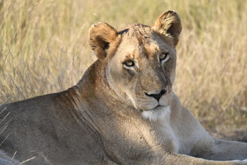 lioness in the savannah, Animal of africa