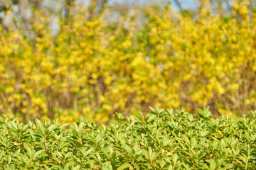 ツツジの若葉の前景とぼやけた黄色いレンギョの背景