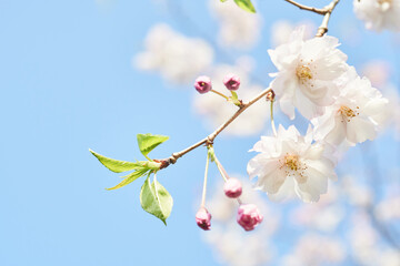 八重桜と青空が織りなす夢のような風景