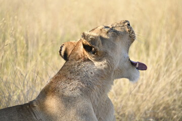 Obraz premium lioness in the savannah, Animal of africa