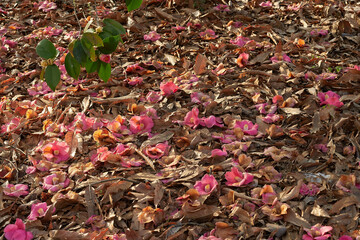 茶色い落ち葉と赤い椿の落花の背景素材