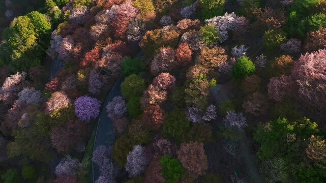 Aerial fly above pink colored cherry blossom sakura trees flowered, Japanese landscape at Mount Yoshino, car drives by mountain street