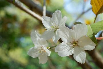 山桜の白い花と幻想的な背景ボケ