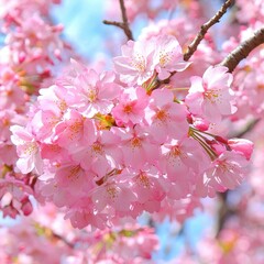 Obraz premium Beautiful Pink Cherry Blossom Blooms Against a Bright Blue Sky