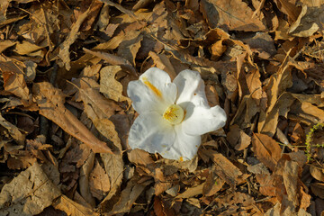 白椿の落花と木漏れ日の中で