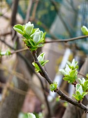 Quince branch with green leaves and buds. Beautiful spring background. Gardening.