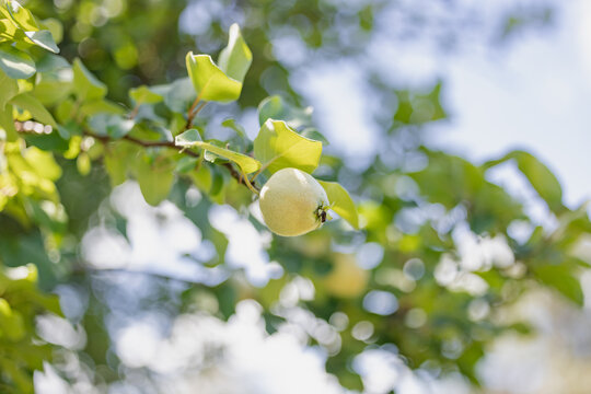 Young quince fruit on branch with green leaves
