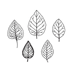 Obraz premium Beautiful Croton Leaf Vector Line Art Design