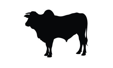 Strong brahman bull standing silhouette, Brahman Bull silhouette vector art white background 