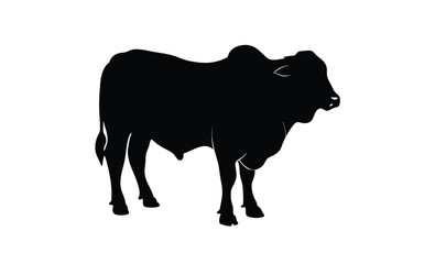 Strong brahman bull standing silhouette, Brahman Bull silhouette vector art white background 
