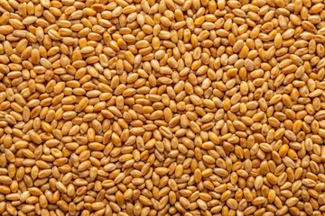 Fototapeta premium Background from wheat grain
