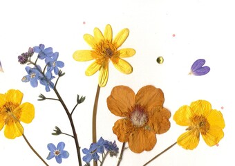 Close up detail of pressed and dried summer flowers.