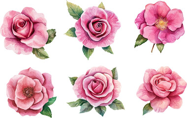 Fototapeta premium pink roses isolated on white