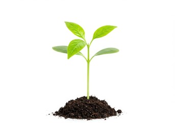 Young green plant sprouting seedling