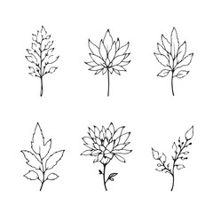  Elegant Chrysanthemum Leaf Vector Line Art Design