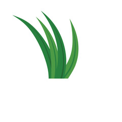 Pandan Leaves Illustration