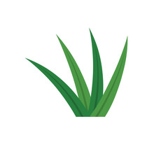 Pandan Leaves Illustration